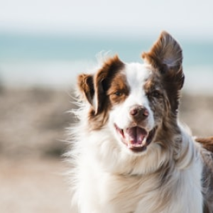 Dog Supplies