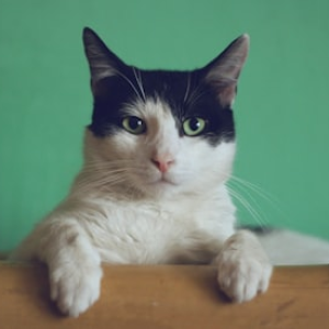 Cat Supplies