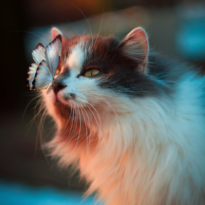 Smart Interactive Cat Toy Ball